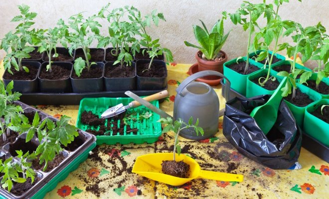 Как правильно выращивать рассаду в домашних условиях
